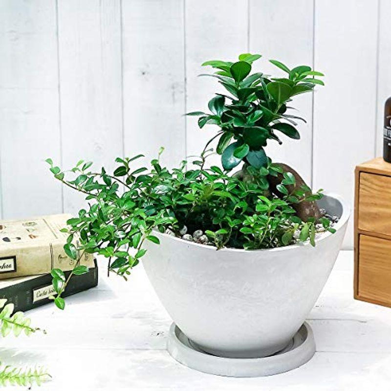 観葉植物 ガジュマル2種の寄せ植え 人参ガジュマル つる性ガジュマル 樹脂鉢 ホワイト 受け皿付き 育て方説明書付き 精霊の宿る木 ガジュマ Diofioredrago 通販 Yahoo ショッピング