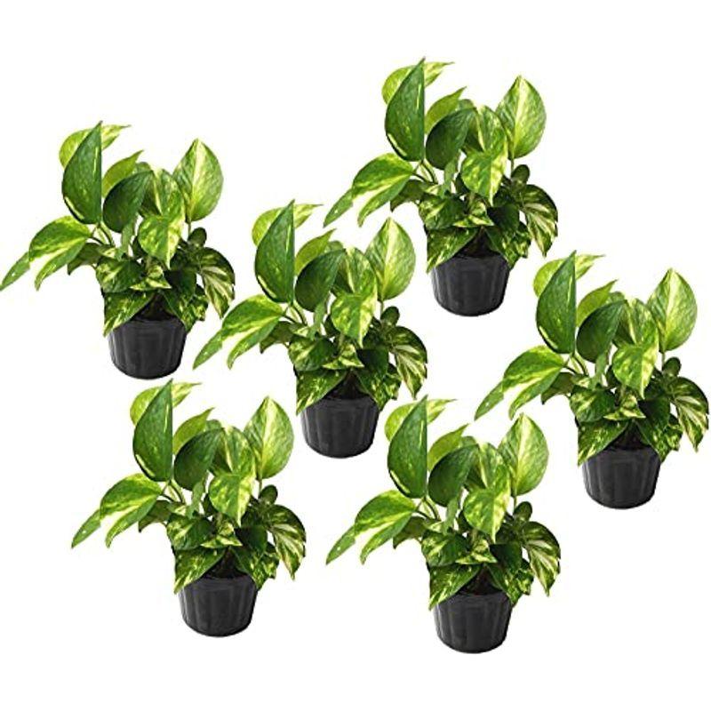 ポトス ゴールデンポトス 育てやすい観葉植物 苗2株セット Sale 69 Off 苗2株セット