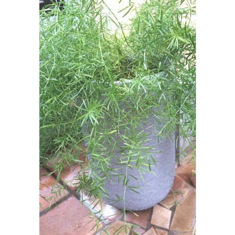 ショッピング超安い 観葉植物 アスパラガス スプリンゲリー ファイバーポット植え 売り出しクーポン Ssl Daikyogo Or Jp