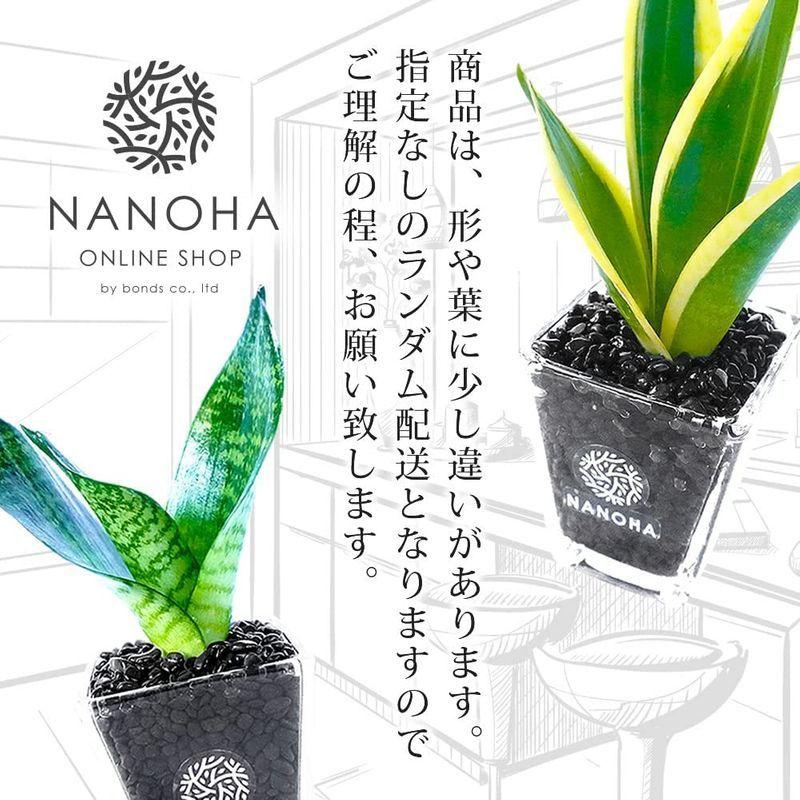 サンスベリア 黒砂利 土をつかっておらず衛生的 観葉植物 ランダム配送 おしゃれ 本物 インテリア ハイドロカルチャー 開業祝い Diofioredrago 通販 Yahoo ショッピング