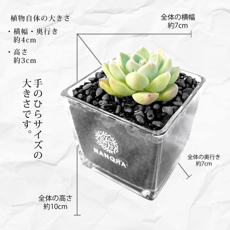 多肉植物 黒砂利 土をつかっておらず衛生的 エケベリア 観葉植物 ランダム配送 おしゃれ 本物 インテリア ハイドロカルチャー 母の日 プレ Diofioredrago 通販 Yahoo ショッピング