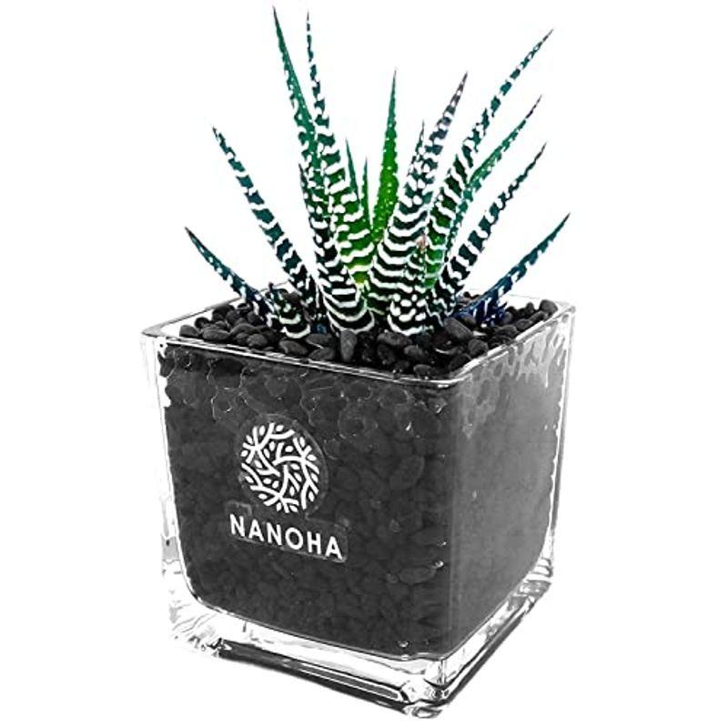 多肉植物 十二の巻 黒砂利 土を使わず衛生的 清潔感 観葉植物 Nanoha たにく植物 ハオルチア サボテン ハイドロカルチャー おしゃれ Diofioredrago 通販 Yahoo ショッピング