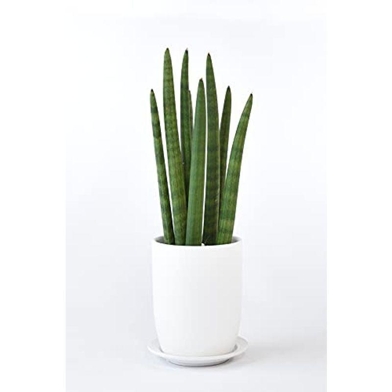 観葉植物 本物 サンセベリア スタッキー マットホワイト ショートポット Diofioredrago 通販 Yahoo ショッピング