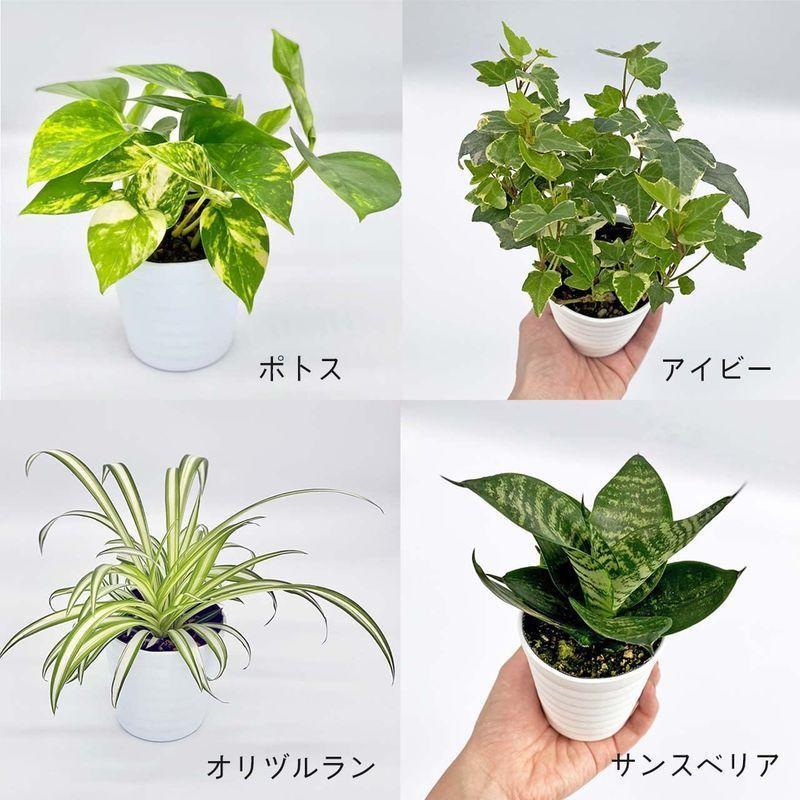 Ina工藝 観葉植物 空気を綺麗にするのが得意な4点セット 空気清浄 おしゃれ 小さめ ミニ観葉 ポトス オリヅルラン サンスベリア アイビ Diofioredrago 通販 Yahoo ショッピング