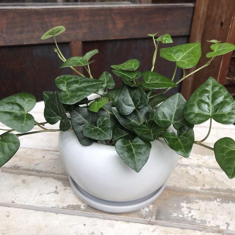 ハートアイビー ハート形の葉っぱ ヘデラ サーク 丸鉢タイプ 誕生日やお祝い プレゼントや景品にも ミニ観葉植物サイズ モダン風アジアンテイ 005 Diofioredrago 通販 Yahoo ショッピング