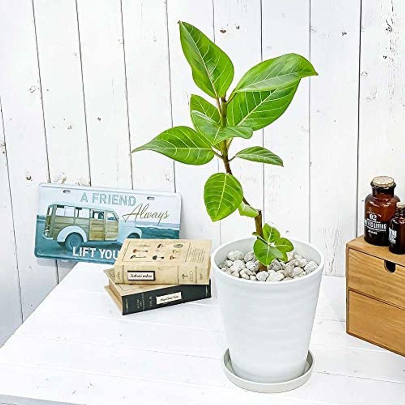 タンブラー マグカップ 観葉植物 フィカス アルテシマ 斑入り 6号鉢 受け皿付き 育て方説明書付き Ficus Altissima Variegata ゴムノ Diofioredrago 通販 Yahoo ショッピング 日本売品 Www Repairsutd Com