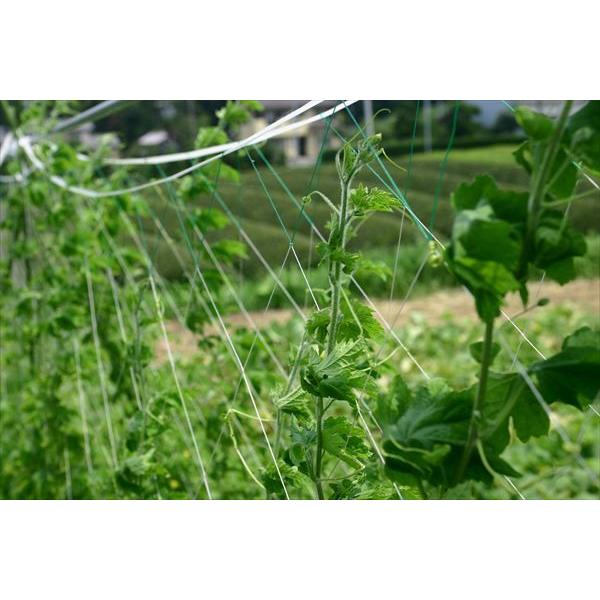 特売 ダイオ きゅうりネット 18cm菱目 1 8mx18m 赤 黒 きゅうり キューリ ゴーヤ へちま つる 野菜 エンドウ 栽培 家庭菜園 野菜 栽培 ダイオeショップ 通販 Paypayモール