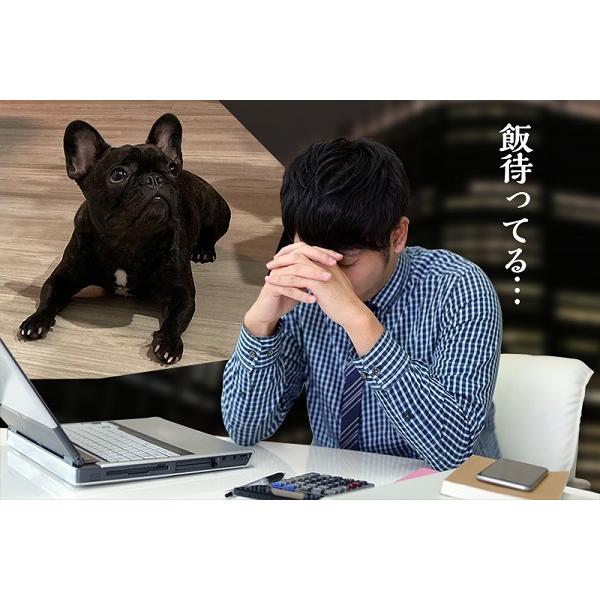 ペット 猫 犬 自動給餌器 カメラ付き スマホ アプリ ご飯 餌やり 自動給餌器 カメラ付き 猫 犬 ペット給餌器 3L 大容量 スマホ
