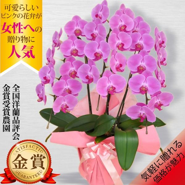 100％保証】胡蝶蘭 お祝い 大輪 白 3本立ち27輪以上 開業祝い 開店祝い