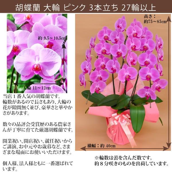 100％保証】胡蝶蘭 お祝い 大輪 ピンク 赤リップ 3本立ち27輪以上 敬老