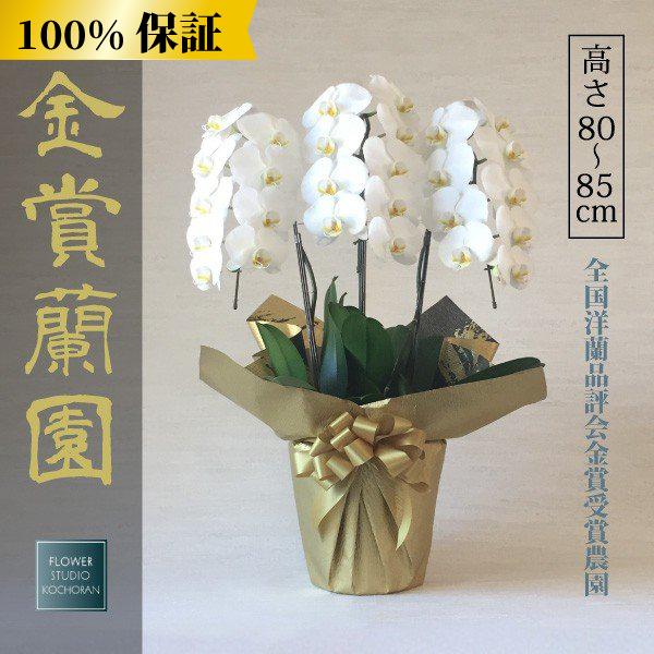 100 保証 胡蝶蘭 お祝い 大輪 白 3本立ち27輪以上 開業祝い 開店祝い 新築祝い 結婚祝い お盆 お彼岸 法事 敬老の日にも 花 ギフト プレゼント Ko327w 胡蝶蘭の販売 全国配送 Fs胡蝶蘭 通販 Yahoo ショッピング