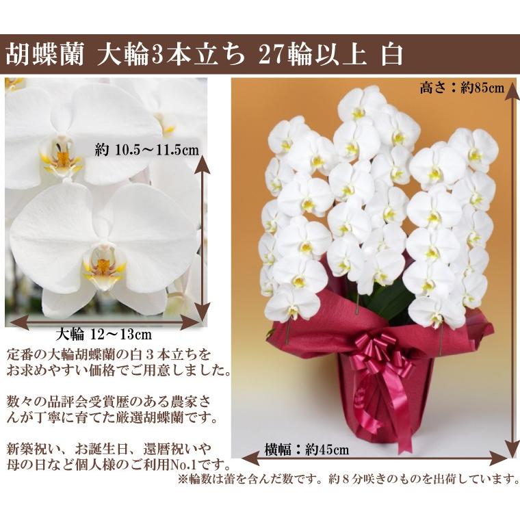 100％保証】胡蝶蘭 お祝い 大輪 白 3本立ち27輪以上 開業祝い 開店祝い