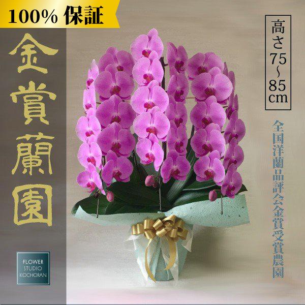 受賞店舗】 ピンク 開店祝い 100%保証 新築祝い 3本立ち33輪以上 大輪 開業祝い 敬老の日にも 結婚祝い 胡蝶蘭 お祝い 鉢花 受賞店舗】 ピンク 開店祝い 100%保証 新築祝い 3本立ち33輪以上 大輪 開業祝い 敬老の日にも 結婚祝い 胡蝶蘭 お祝い 鉢花