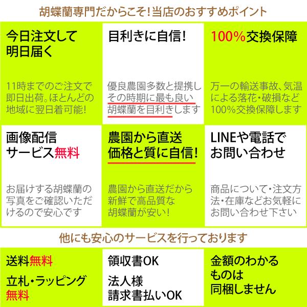 【100％保証】胡蝶蘭 お祝い 大輪 ピンク 3本立ち33輪以上 敬老の日にも 開業祝い 開店祝い 新築祝い 結婚祝い_6