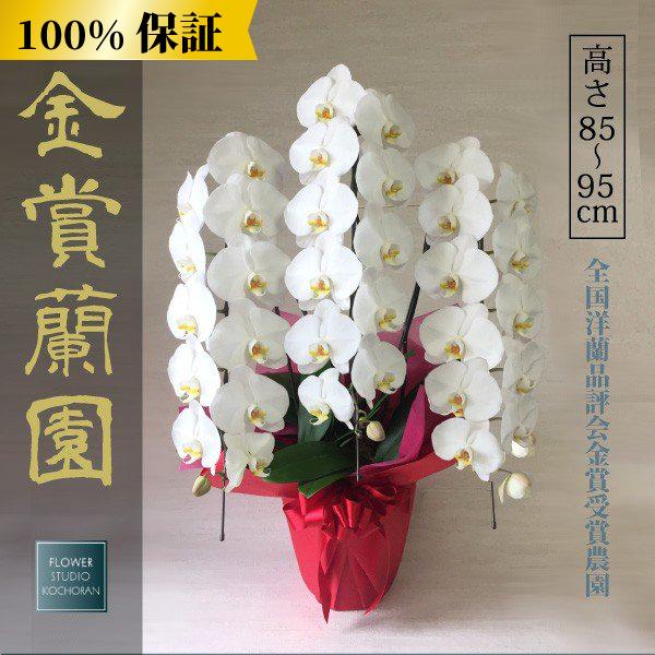 大輪 白 お祝い ピンク ピンク 法事 胡蝶蘭 鉢花 お盆 開店祝い 開業祝い 就任祝い お彼岸 敬老の日にも 赤リップ 3本立ち36輪以上 ビジネス
