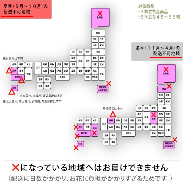 【100％保証】胡蝶蘭 お祝い 大輪 3本立ち39輪以上 ピンク 白  赤リップ 開業祝い 開店祝い 新築祝い 結婚祝い 式典 祝賀会 セレモニー