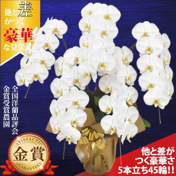 最安値に挑戦 胡蝶蘭 お祝い 大輪 白 5本立ち45輪以上 開業祝い 開店祝い 就任祝い 豪華 Ko545w 胡蝶蘭の販売 全国配送 Fs胡蝶蘭 通販 Yahoo ショッピング 高い品質 Www Iccostierovico Edu It
