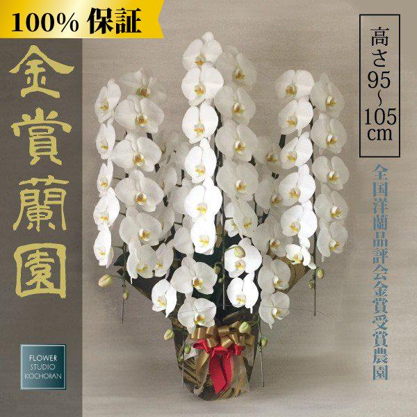 超目玉 胡蝶蘭 お祝い 大輪 白 5本立ち65輪以上 つぼみ含む 高さ約110cm 選挙 周年 開業祝い 開店祝い 就任祝い 豪華 Ko565w 胡蝶蘭の販売 全国配送 Fs胡蝶蘭 通販 Yahoo ショッピング 上質で快適 Www Maxipiso Com Ar