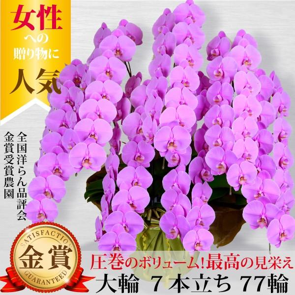 胡蝶蘭 7本立ち77輪以上 大輪 ピンク お祝い クラブ ラウンジ エステ サロン 開店祝い