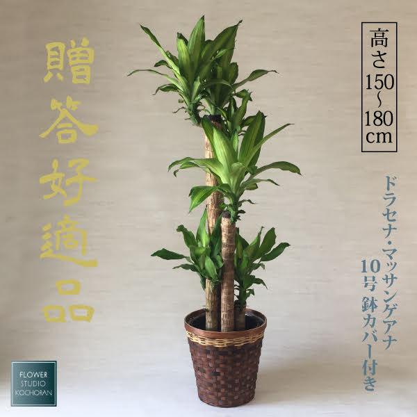 菫〉Tillandsia ケゲリアナ x ドミンゴズフンキアナ