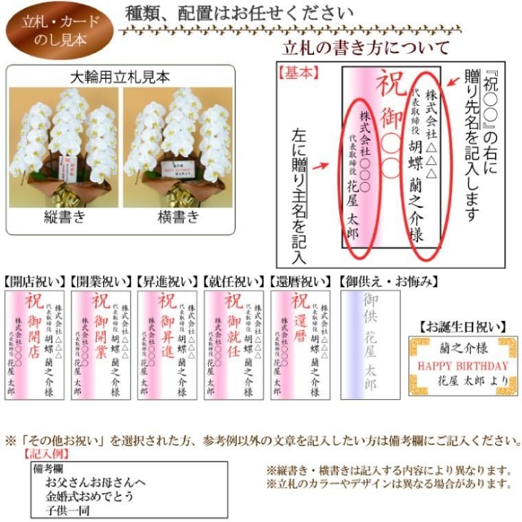 【100％保証】中輪胡蝶蘭(ミディ)2本立ち14輪以上 赤リップ お祝い 誕生日 母の日 記念日 開業祝い 開店祝い 新築祝い 結婚祝い ギフト｜discovery-store｜06