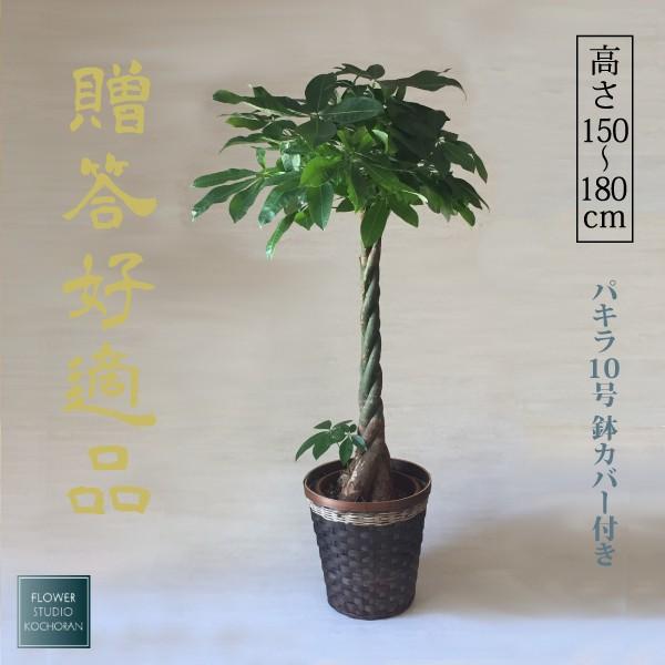 観葉植物 お祝い パキラ 発財樹 ギフト 10号 鉢カバー付き 樹高150〜180cm 開店祝い インテリア グリーン