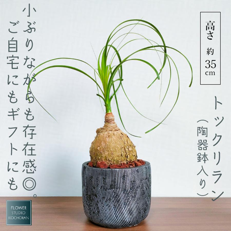 盆栽 トックリラン　塊根 陶器鉢付け(新品) 盆栽 トックリラン 塊根 陶器鉢付け(新品)