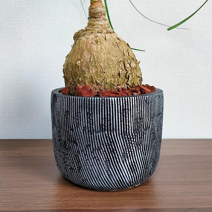 ギフト可】トックリラン ポニーテール ノリナ 陶器鉢入り 即日配送 