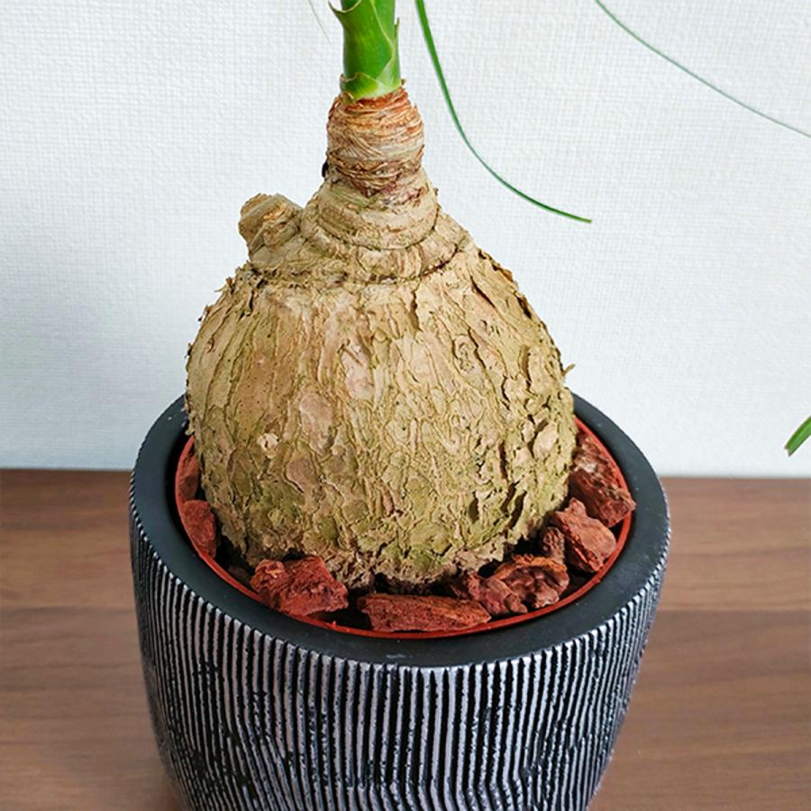 ギフト可】トックリラン ポニーテール ノリナ 陶器鉢入り 即日配送