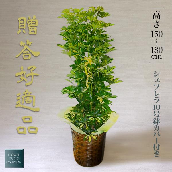 観葉植物 お祝い シェフレラ(カポック) 10号 鉢カバー付き ギフト 開店祝い インテリア グリーン