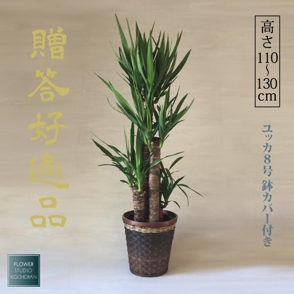 金のなる木　大株　鉢付き　高さ77㌢　横60㌢ 金のなる木 大株 鉢付き 高さ77㌢ 横60㌢ 観葉植物 金のなる木