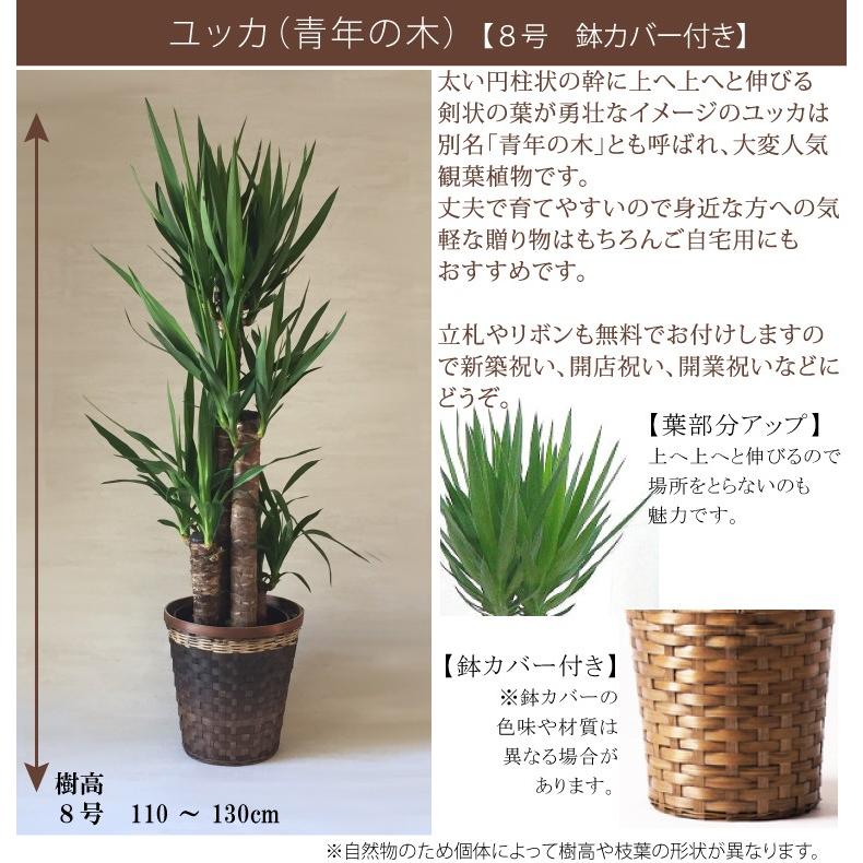 観葉植物 お祝い ユッカ ギフト 8号 鉢カバー付き 青年の木 開店祝い インテリア グリーン_1