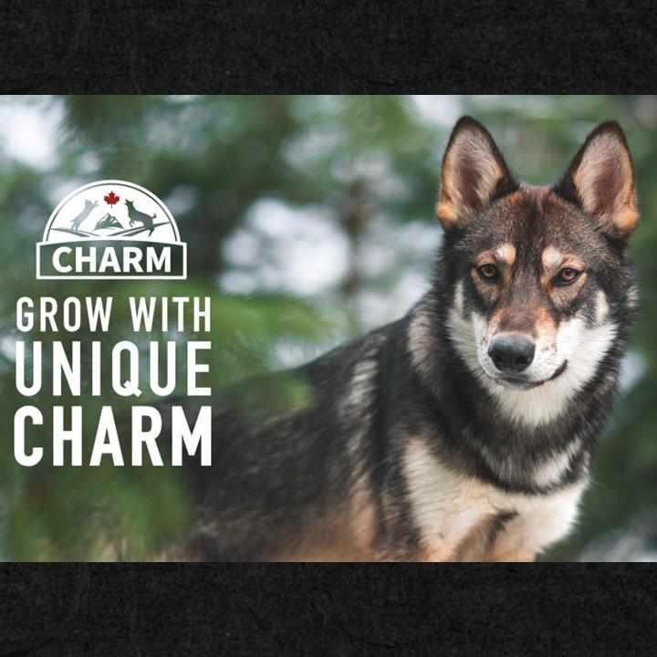 CHARM チャーム サーフ＆ターフドッグ 1kg ドッグフード ドライ 全犬種 グレインフリー｜discoverystore｜02