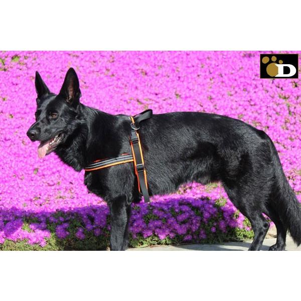 犬用ハーネス コンフォートフレックス スポーツハーネス ネオン