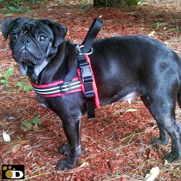 犬用ハーネス コンフォートフレックス スポーツハーネス ネオンピンク(中型犬、大型犬、超大型犬用)S、SM、M、ML、L、XL、XXLサイズ 胴輪|dism|03