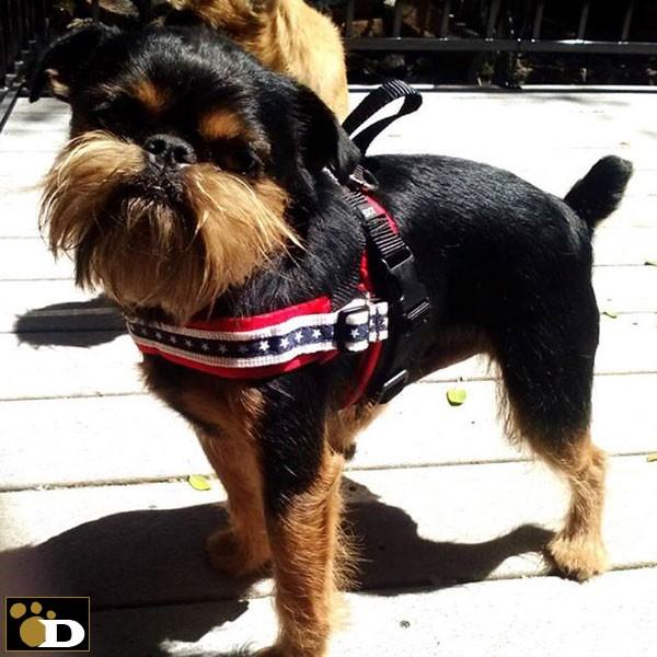 犬用ハーネス コンフォートフレックス スポーツハーネス パトリオット