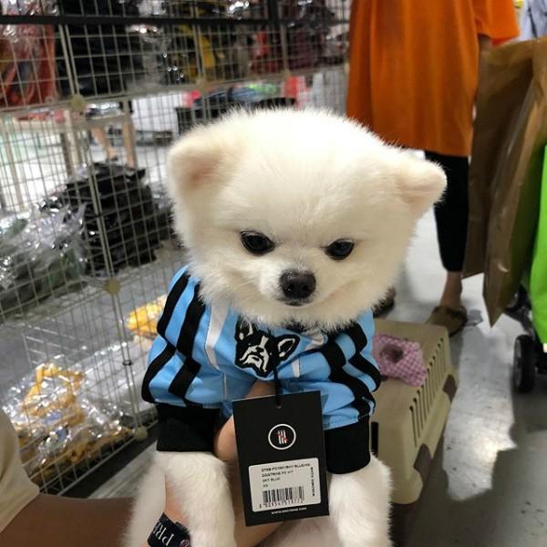 犬服 サッカーウェア DTRN FC ユニフォーム（超小型犬 小型犬 中型犬用