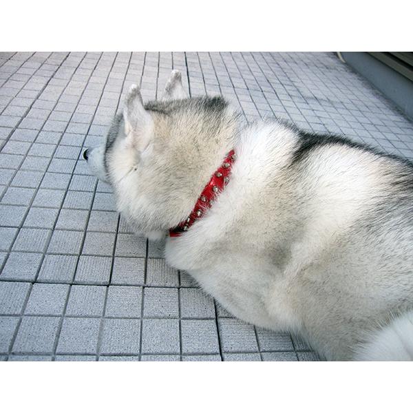 中型犬 大型犬用 ハンドメイド首輪 スパイクスタッズ エナメルレッド