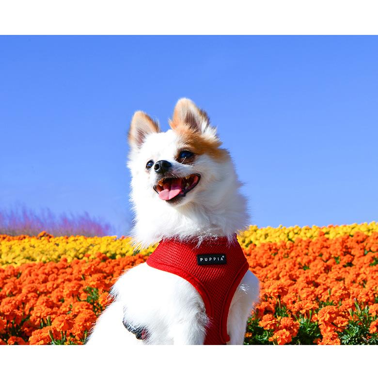 Puppia 犬 ハーネス PUPPIA ソフトハーネス XS S M L ( 超小型犬 小型