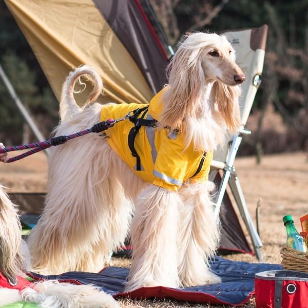 ペットハーネスコート iDog SHIELD COAT 犬用コンフォートハーネス リード付き スター
