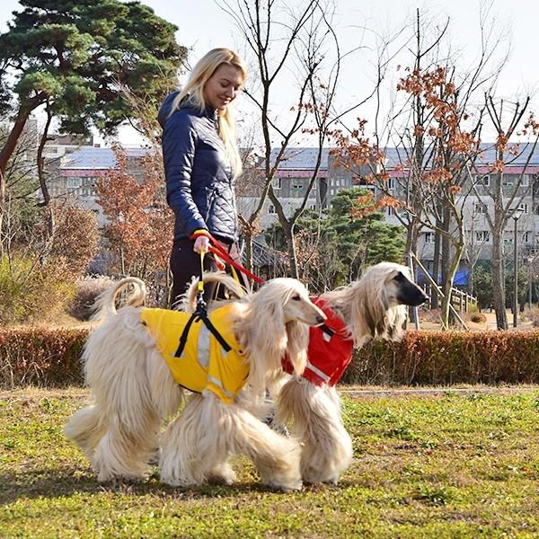 ペットハーネスコート iDog SHIELD COAT 犬用コンフォートハーネス リード付き スター