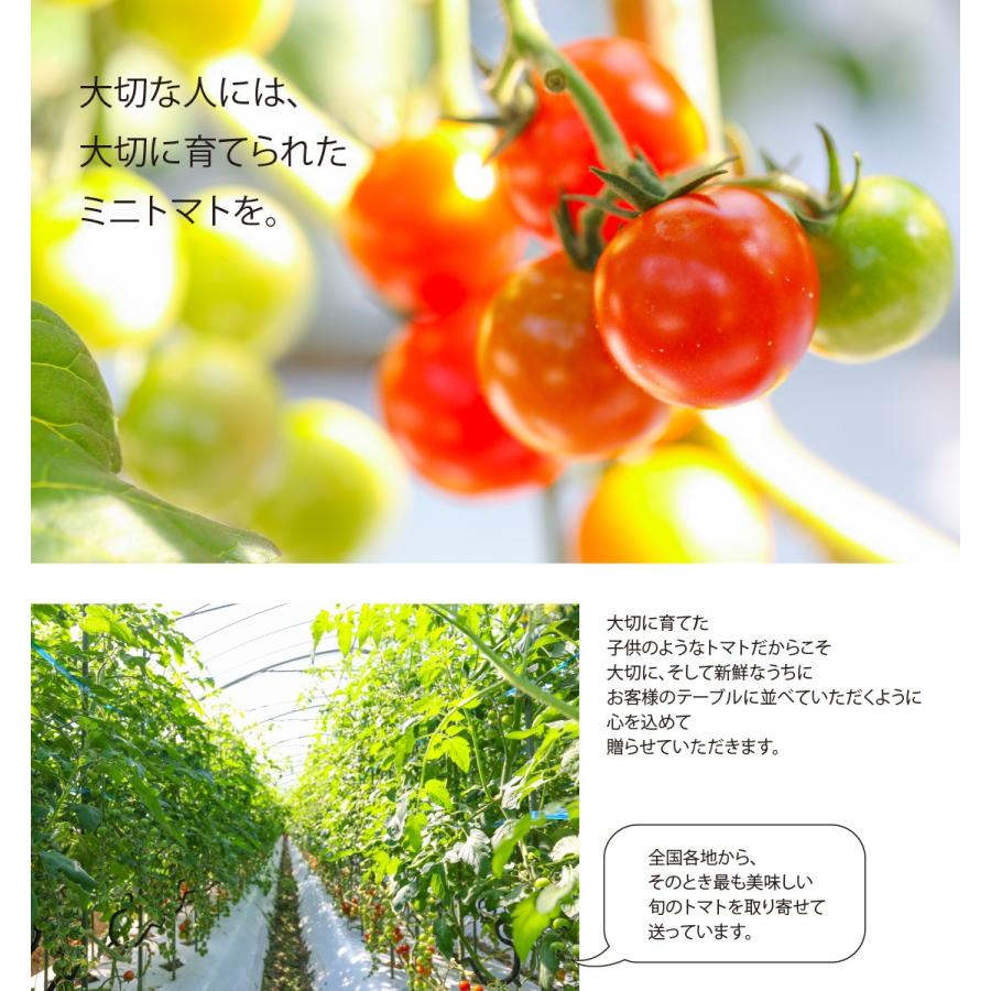 ギフト トマト 内祝い しあわせ農園の千果トマト 600g F Tom T600 しあわせギフトdiversionshop 通販 Yahoo ショッピング