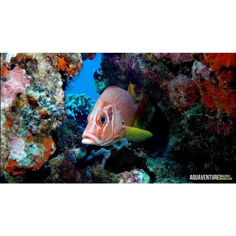 DIVEPRO(ダイブプロ)D40F 4200ルーメン フォトライト 水中LED DIVEPRO(ダイブプロ)D40F 4200ルーメン フォトライト 水中LED
