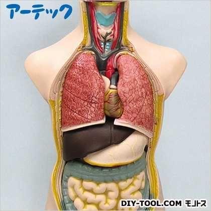 アーテック ○人体解剖模型(トルソー型)50cm 8735 : DIY FACTORY