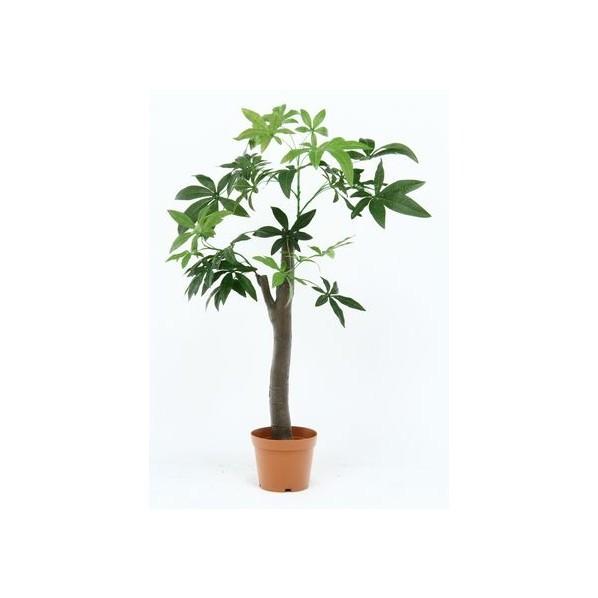 フジボウエキ 観葉植物 パキラ 朴の木タイプ グリーンデコ鉢付 グリーン 52665　13498 1台 | ブランド登録なし