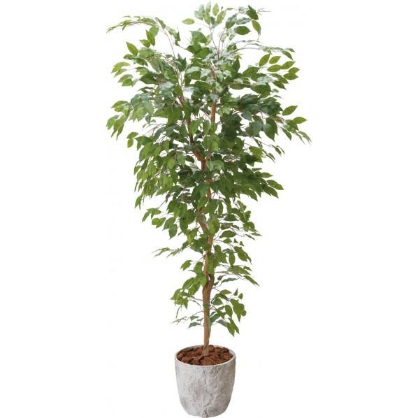 ポピー ベンジャミンフィカス 1.8m GLPS-2004