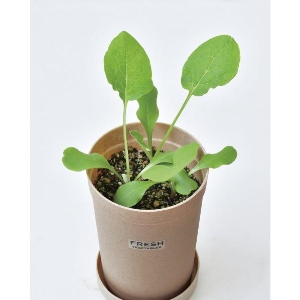 聖新陶芸 根菜栽培セット ごぼう Gd 103 S570 0128 Diy Factory Online Shop 通販 Yahoo ショッピング