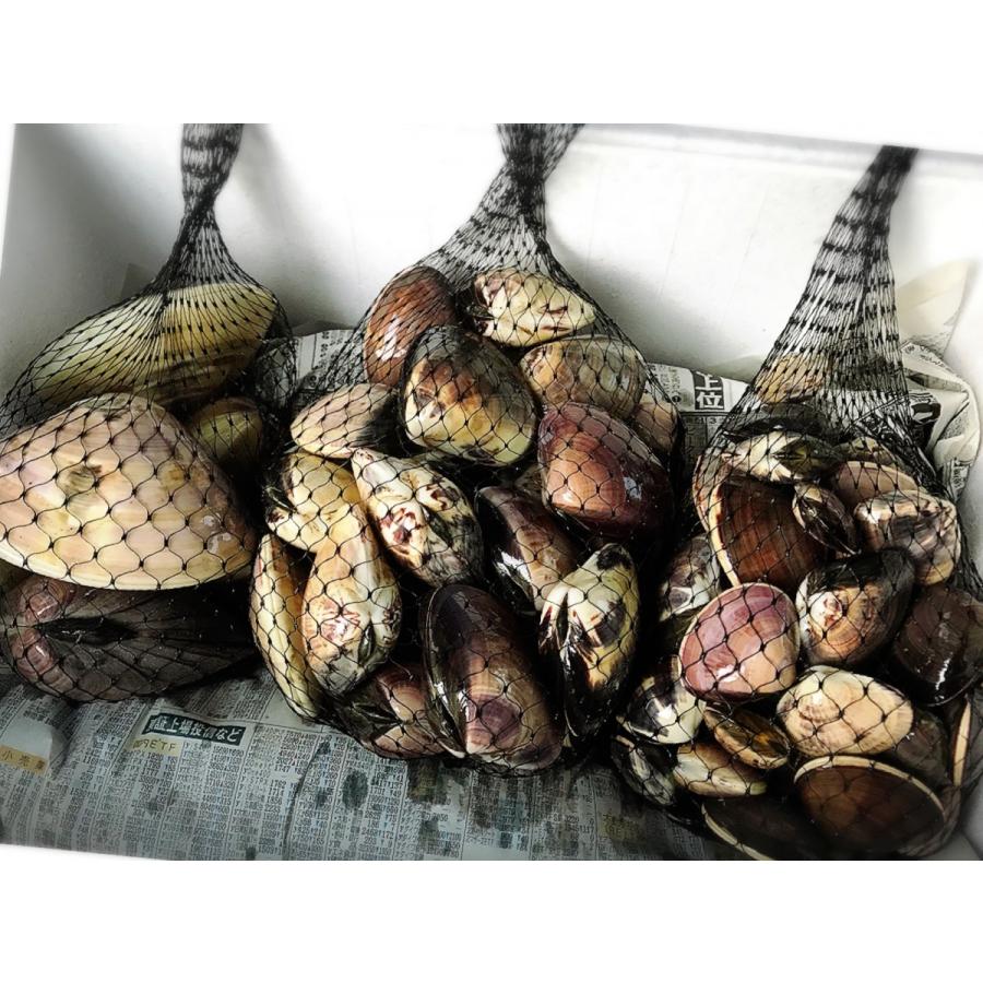 蛤 大中小セット計3ｋｇ 九十九里産 ハマグリ 期間限定 ｂｂｑ 産地直送 23hamaguri Dk House 通販 Yahoo ショッピング
