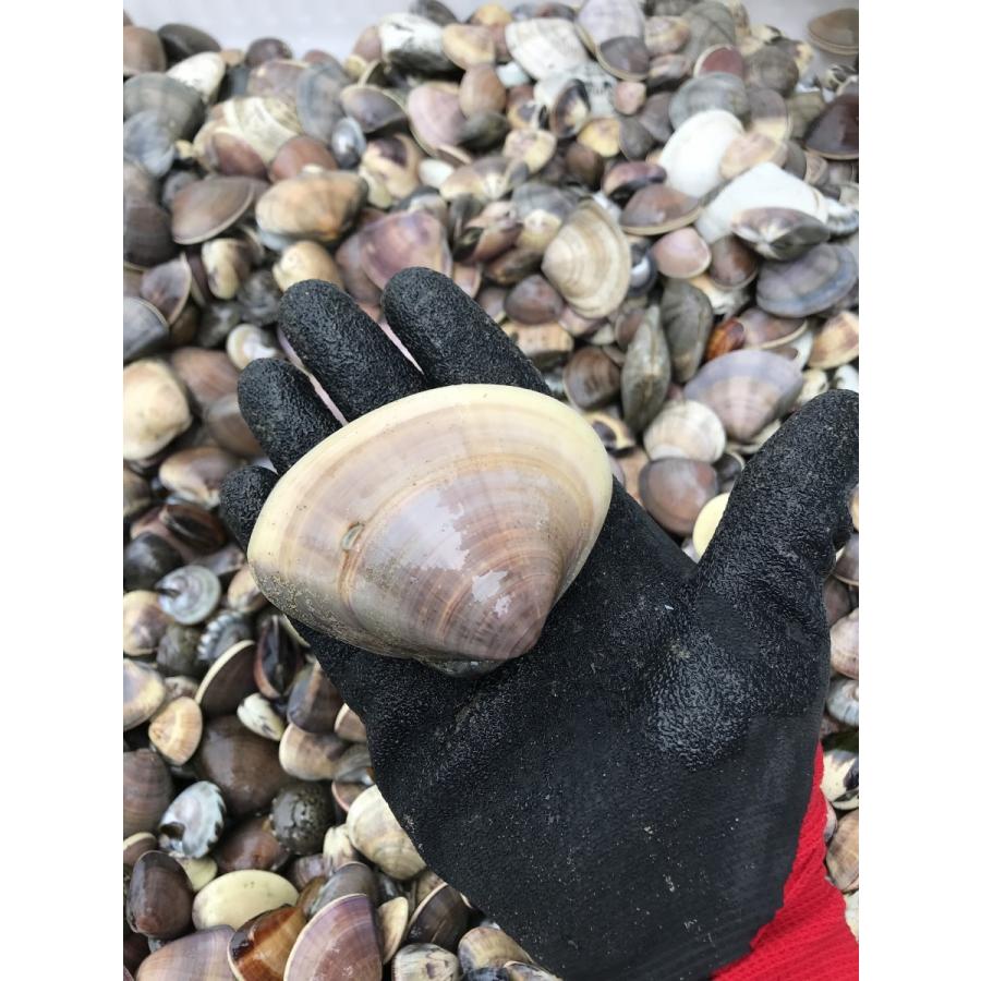 はまぐり ５ｋｇ 30 40個 九十九里産 天然蛤 大サイズ 産地直送 q お祝い 新鮮 雛祭り 4 Dk House 通販 Yahoo ショッピング