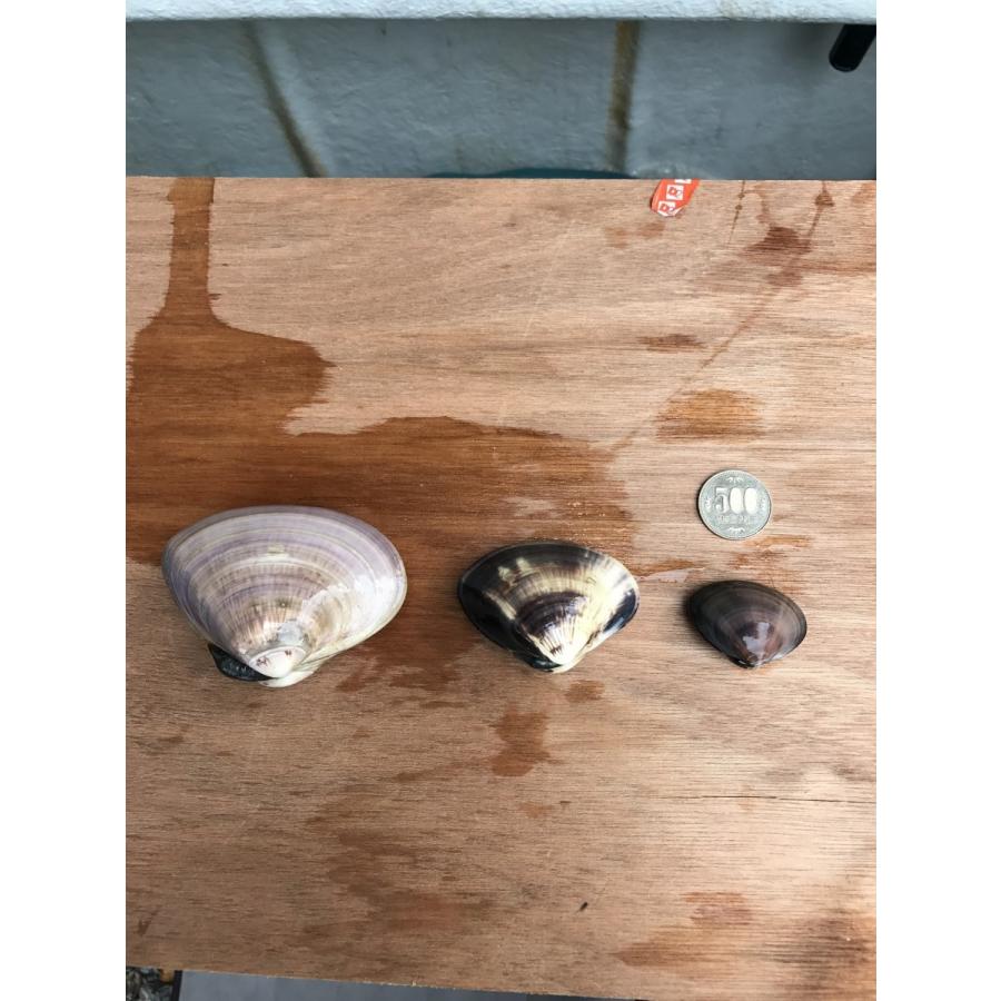 お待たせ致しました ぜんな販売開始です 蛤 はまぐり 小蛤 １キロ 九十九里産 獲れたて直送 絶品グルメ q 5 Dk House 通販 Yahoo ショッピング